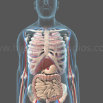Professional 3D Medical Animations